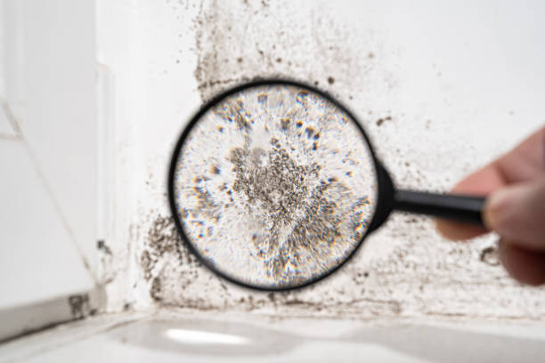 Indianapolis, IN Mold Inspection, Removal & Remediation Company